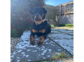 Rottweiler