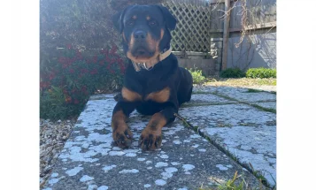 Rottweiler