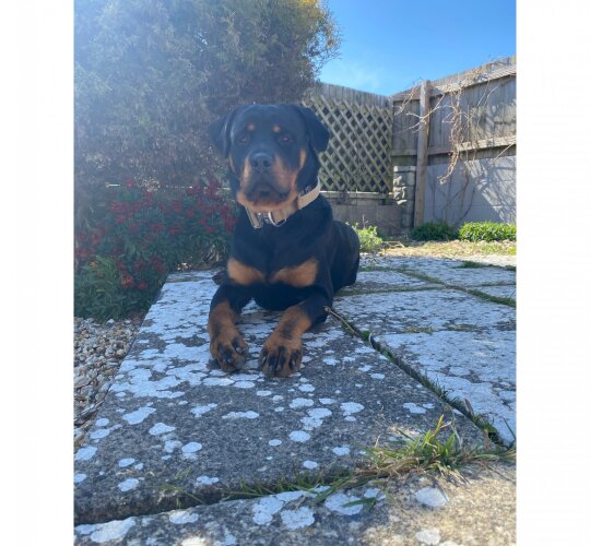 Rottweiler