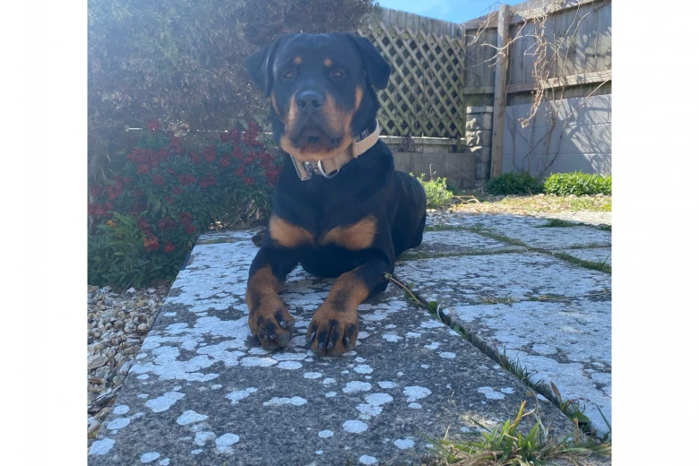 Rottweiler