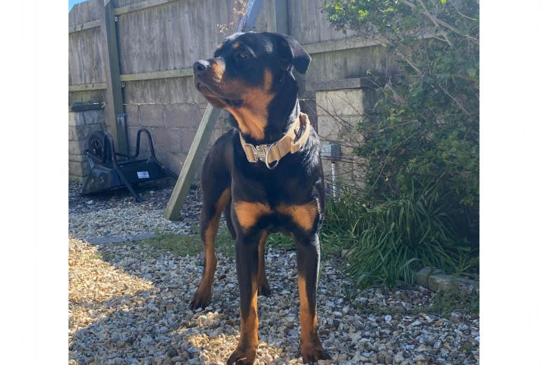 Rottweiler