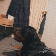 Rottweiler