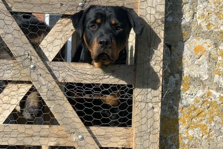 Rottweiler