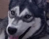 Siberian Husky
