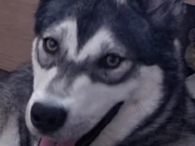 Siberian Husky
