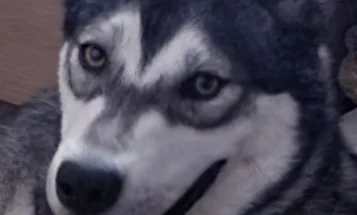 Siberian Husky