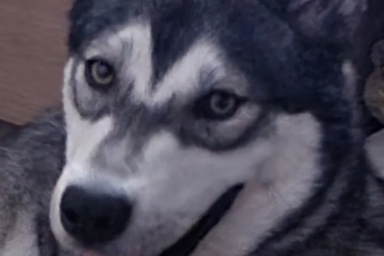 Siberian Husky