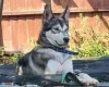 Siberian Husky