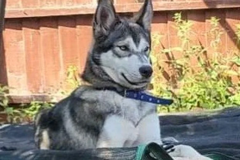 Siberian Husky