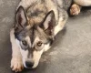 Siberian Husky