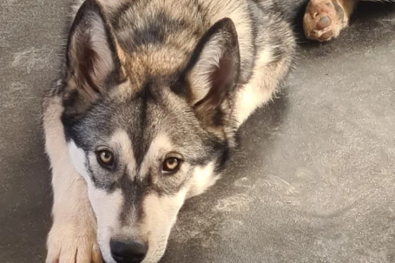 Siberian Husky