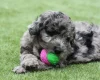 Toy Poodle