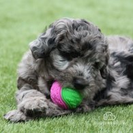 Toy Poodle