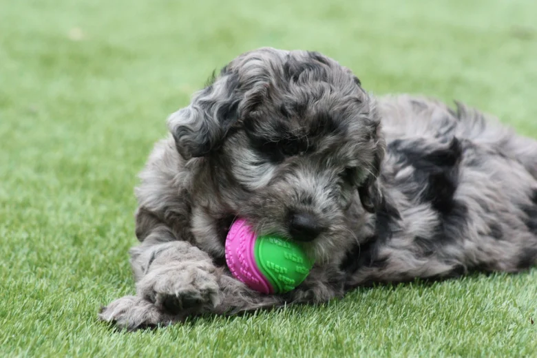 Toy Poodle