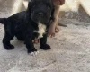 Toy Poodle
