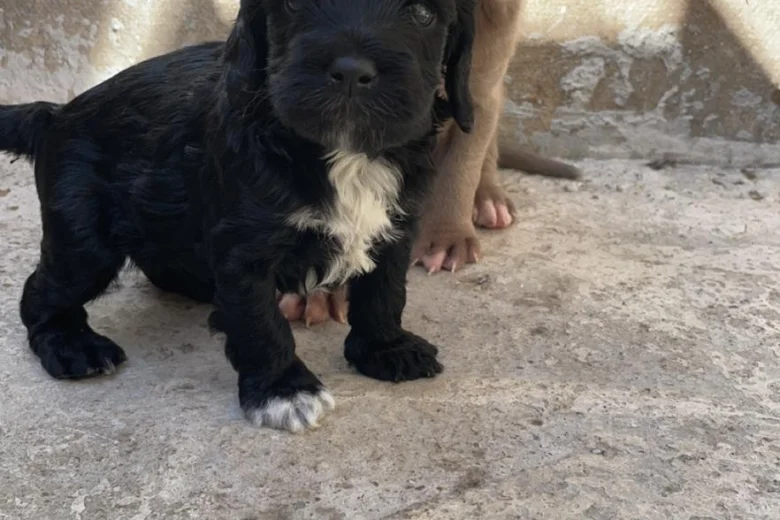Toy Poodle