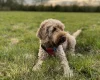 Cockapoo