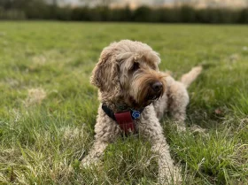 Cockapoo