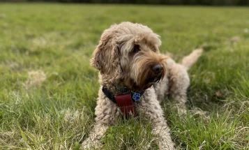 Cockapoo