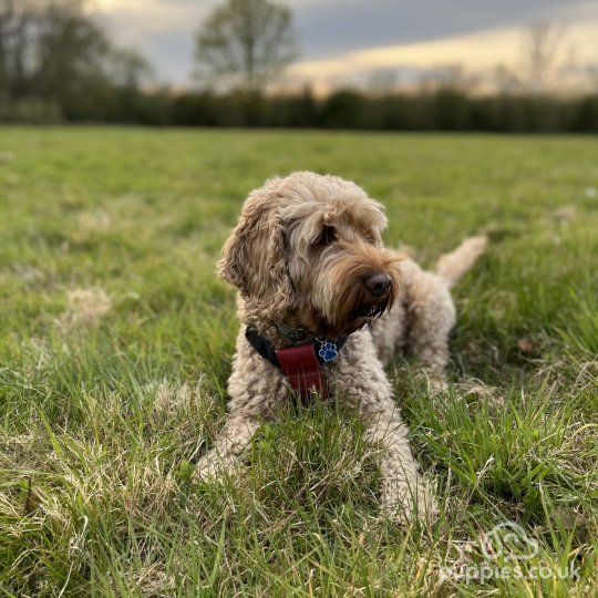 Cockapoo