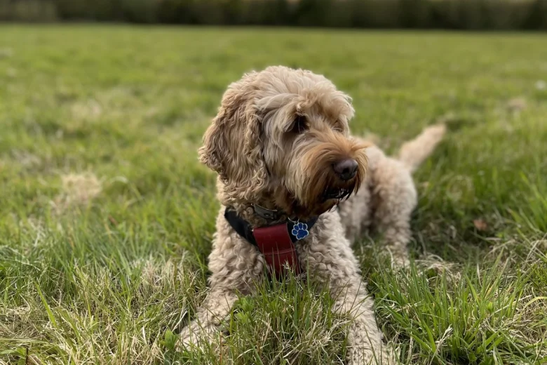 Cockapoo