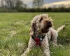 Cockapoo