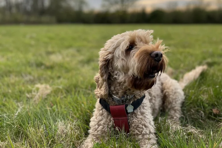 Cockapoo