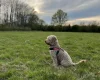 Cockapoo
