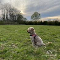 Cockapoo