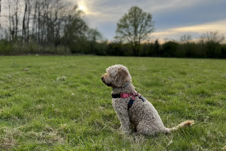 Cockapoo