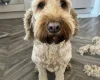 Cockapoo