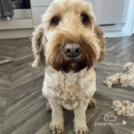 Cockapoo