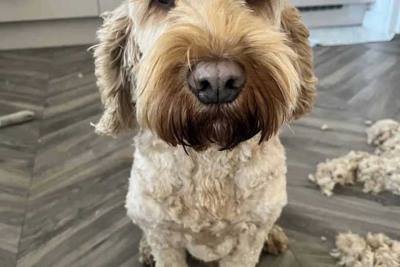 Cockapoo