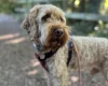 Cockapoo
