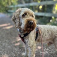 Cockapoo