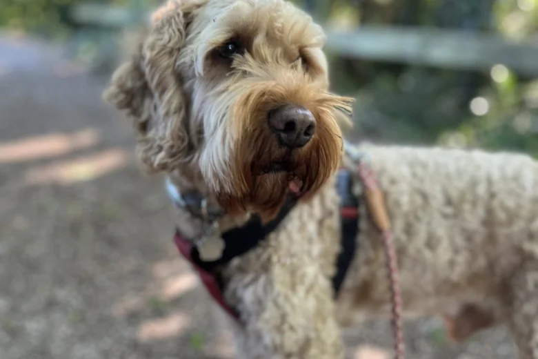 Cockapoo
