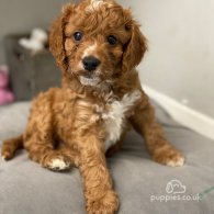 Cockapoo