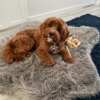 Cockapoo