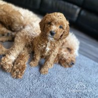 Cockapoo