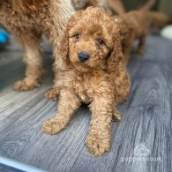 Cockapoo