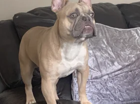 French Bulldog