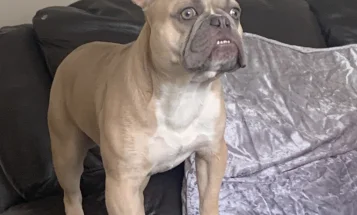 French Bulldog