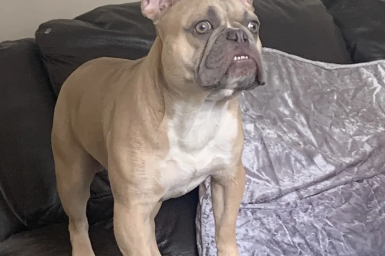 French Bulldog