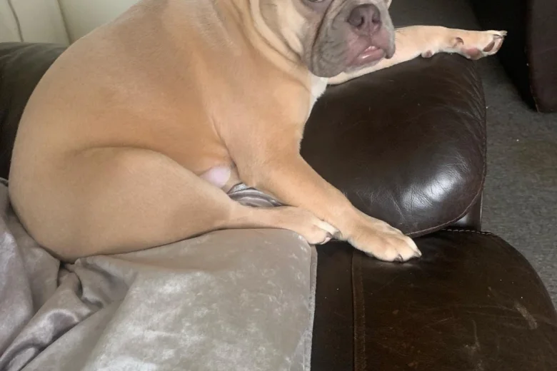 French Bulldog