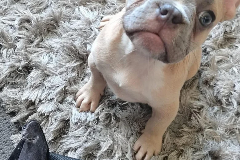French Bulldog
