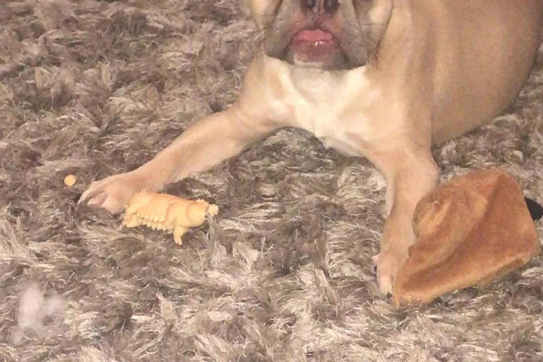 French Bulldog