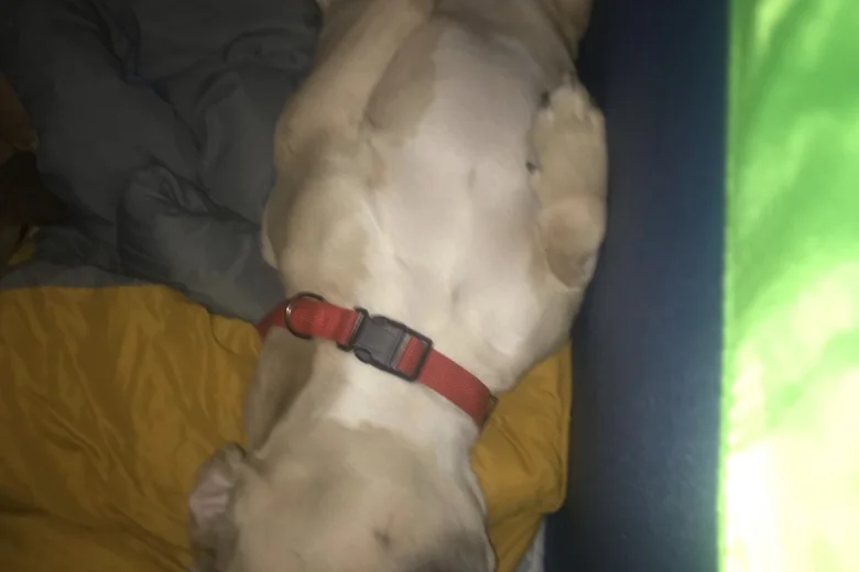 French Bulldog