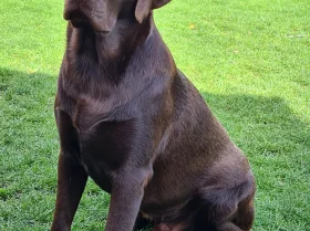 Labrador Retriever