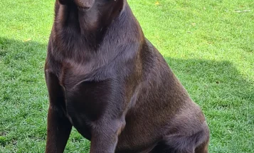 Labrador Retriever