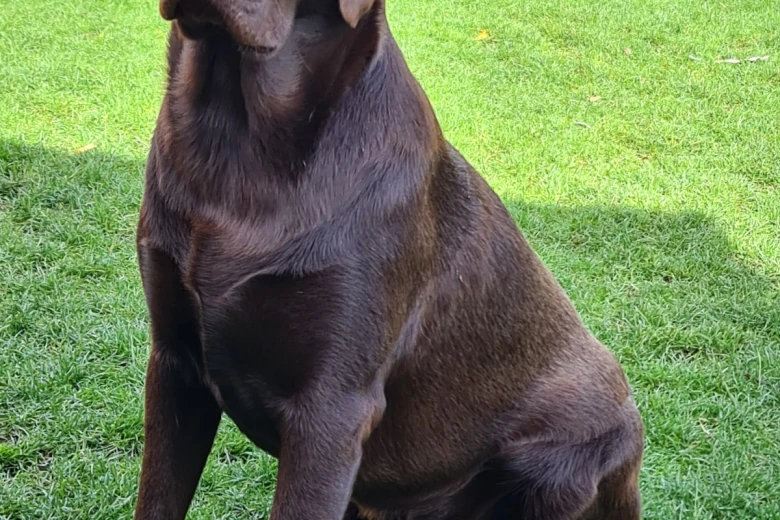 Labrador Retriever